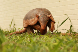 tatu canastra andando de frente