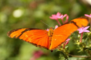 Borboleta laranja pousando em uma flor rosa