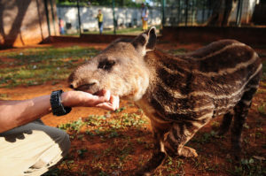 Animal anta sendo acariciado por uma mão humana