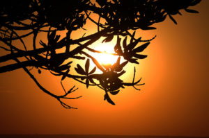árvore tapando o sol na hora do pôr do Sol