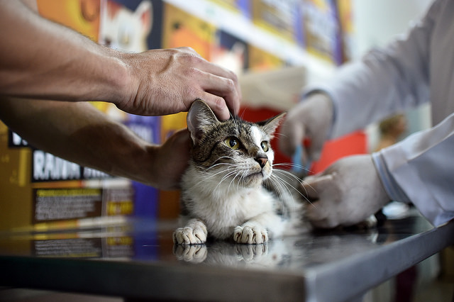 foto de um gato tomando vacina