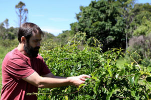 Funcionário da Farmácia Viva cuida das plantas ao ar livre