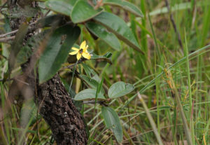 flor amarela no meio do cerrado