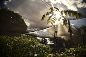 Imagem de mudas de plantas e árvores dentro de um viveiro , com nuvens na parte superior da imagem