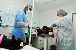 veterinários castrando um cachorro