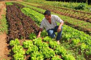 Agricultor no meio de uma plantação de alfaces.