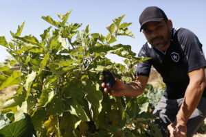 Agricultor mostrando berinjela ainda no pé em que cultivou 