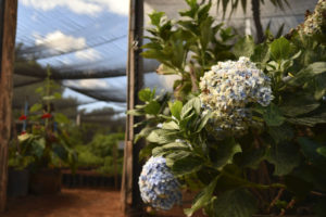 Imagem mostra flores e mudas de árvores dentro de um viveiro de plantas